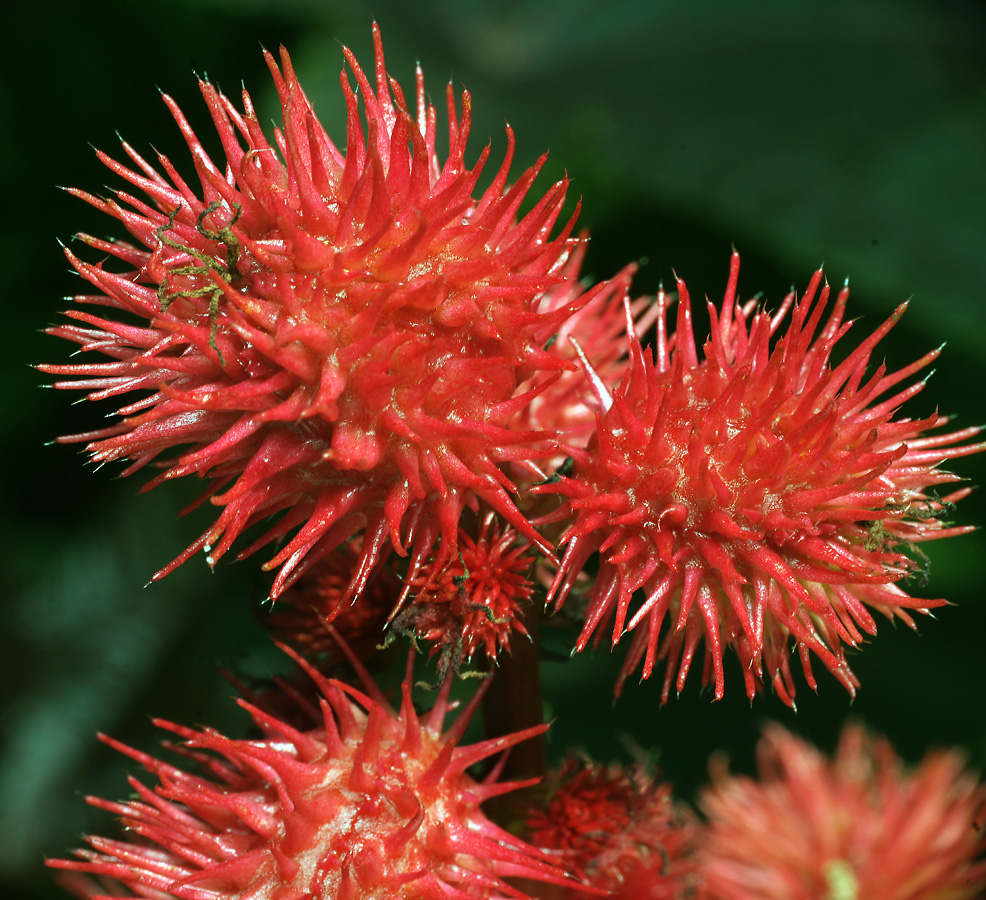 Image of Ricinus communis specimen.