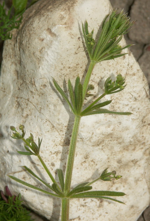 Image of Galium vaillantii specimen.