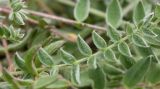 Oxytropis sordida. Молодой лист. Мурманская обл., Восточный Мурман, окр. пос. Дальние Зеленцы, разреженная травяная группировка у дороги. 06.08.2010.