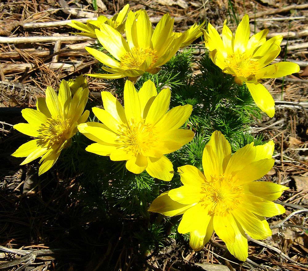 Изображение особи Adonis vernalis.