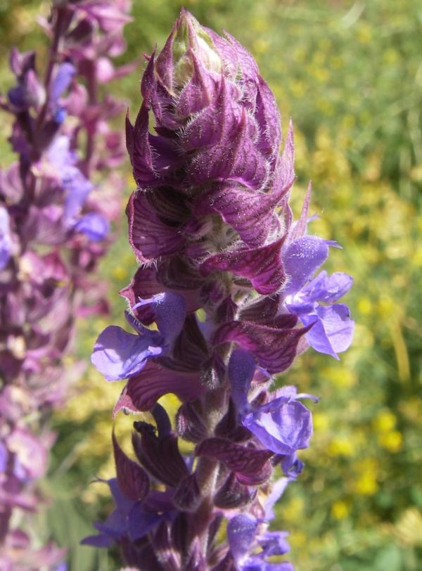 Image of Salvia tesquicola specimen.