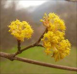 Cornus mas