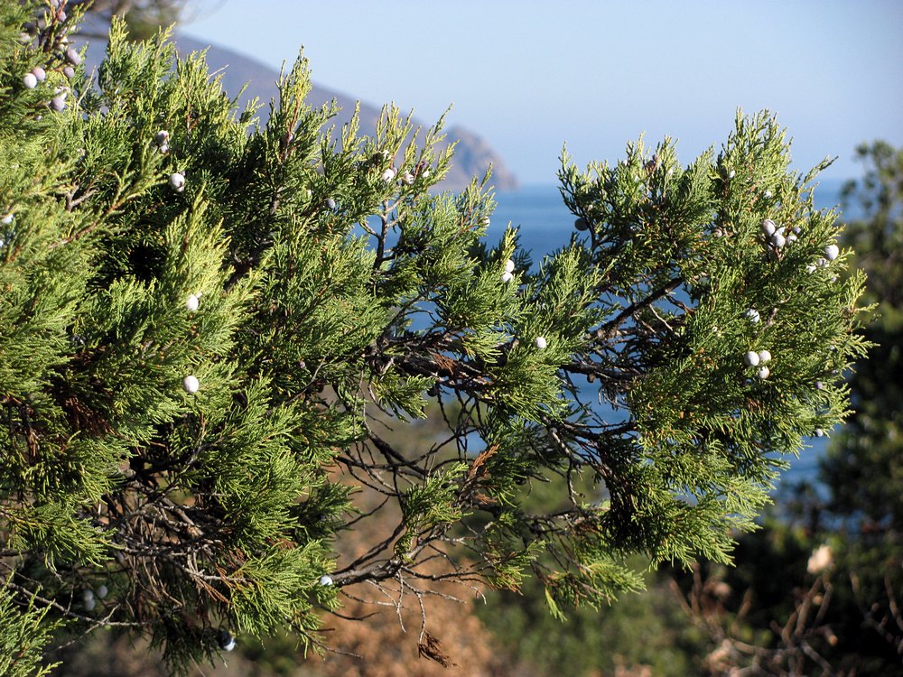 Image of Juniperus excelsa specimen.