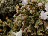 Micromeria fruticosa. Часть отцветающего соцветия. Израиль, Нижняя Галилея, г. Верхний Назарет, каменистый северо-западный склон горы. 21.12.2011.