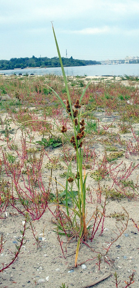 Изображение особи Cyperus glomeratus.