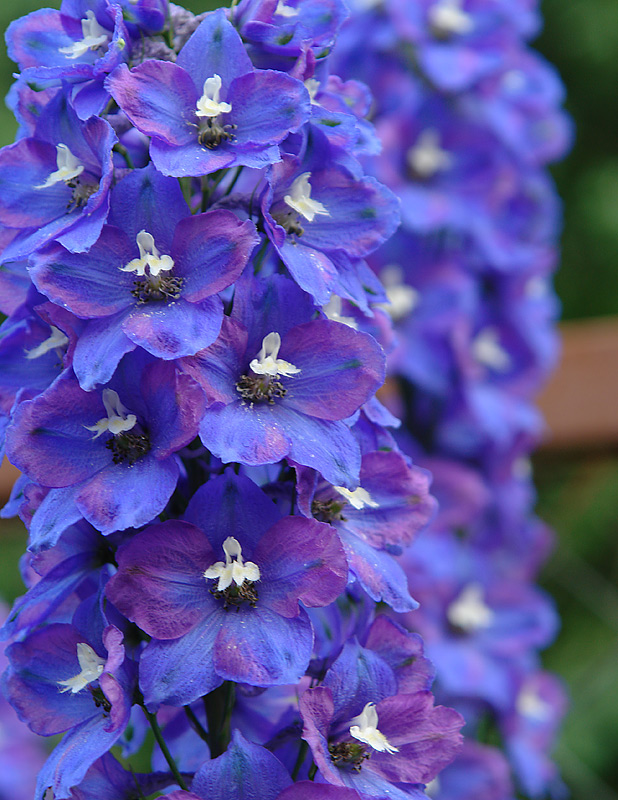 Изображение особи Delphinium × phoeniceum.