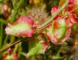 Rumex occultans