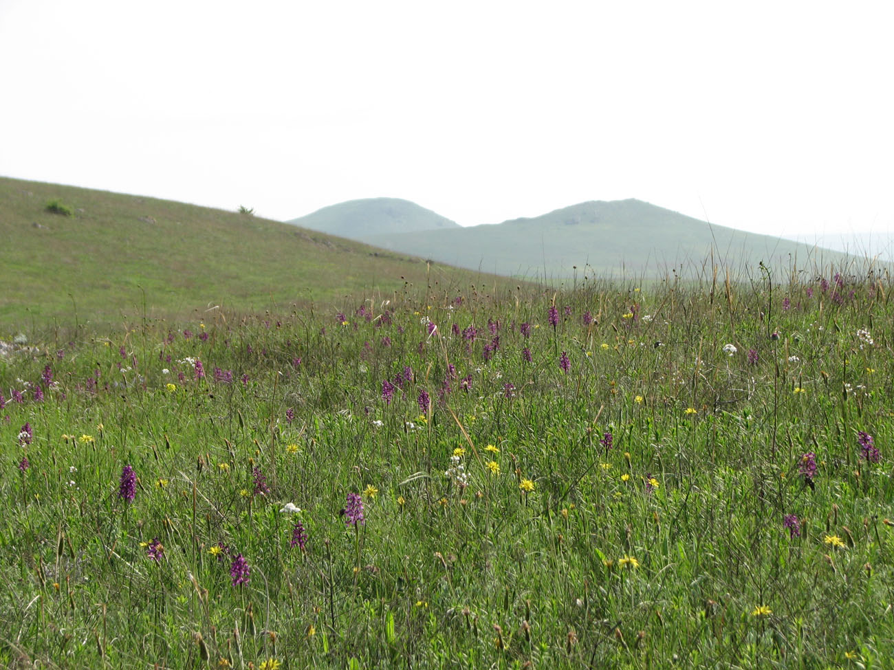 Изображение особи Anacamptis morio ssp. caucasica.