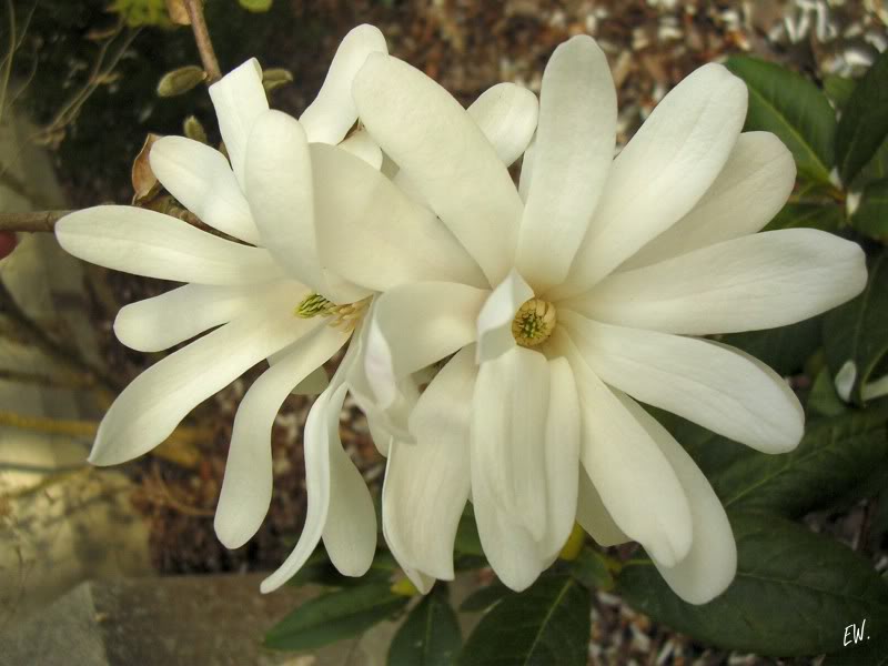 Image of Magnolia stellata specimen.