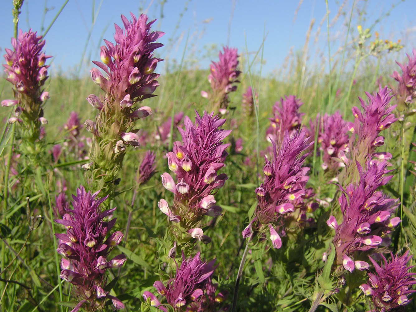 Image of Melampyrum arvense specimen.