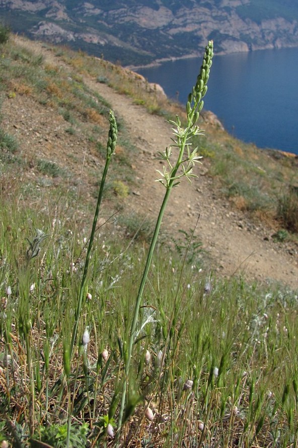 Изображение особи Ornithogalum pyrenaicum.