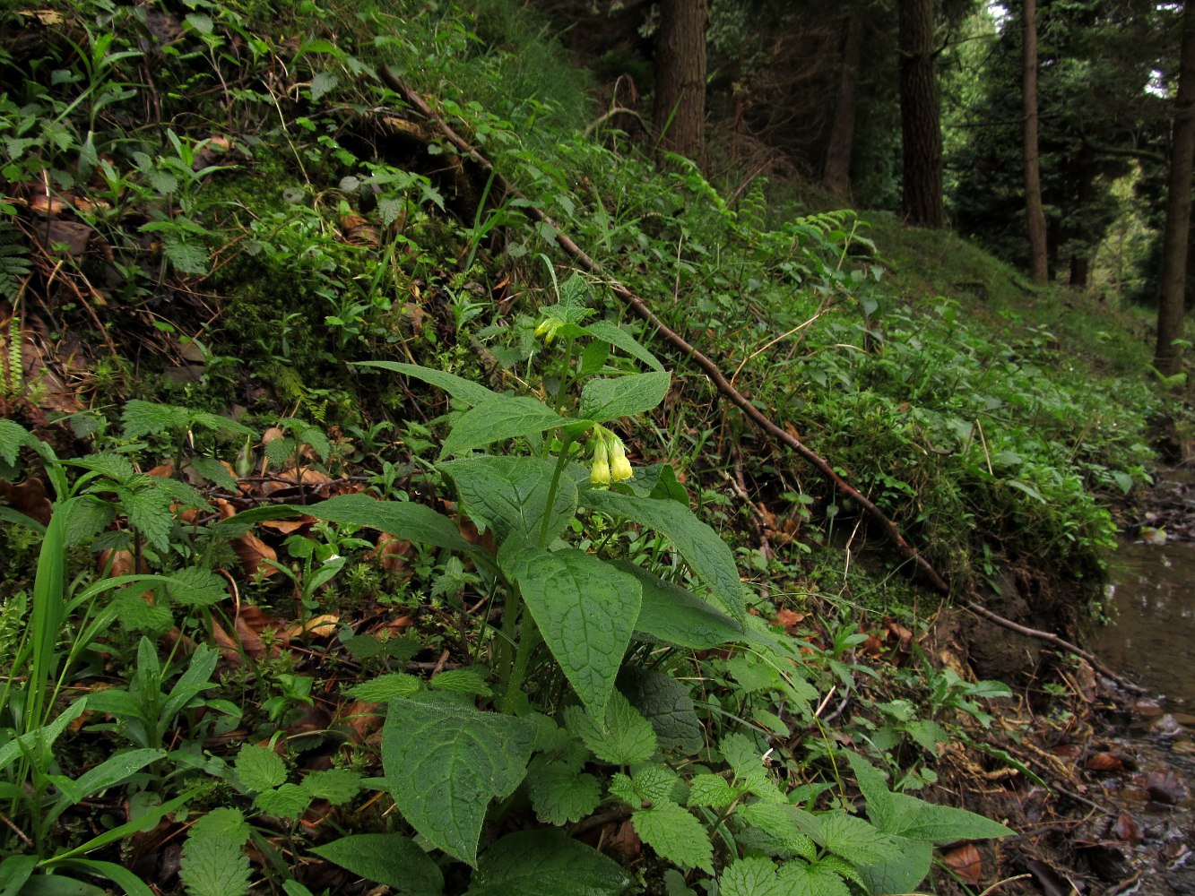 Изображение особи Symphytum tuberosum.