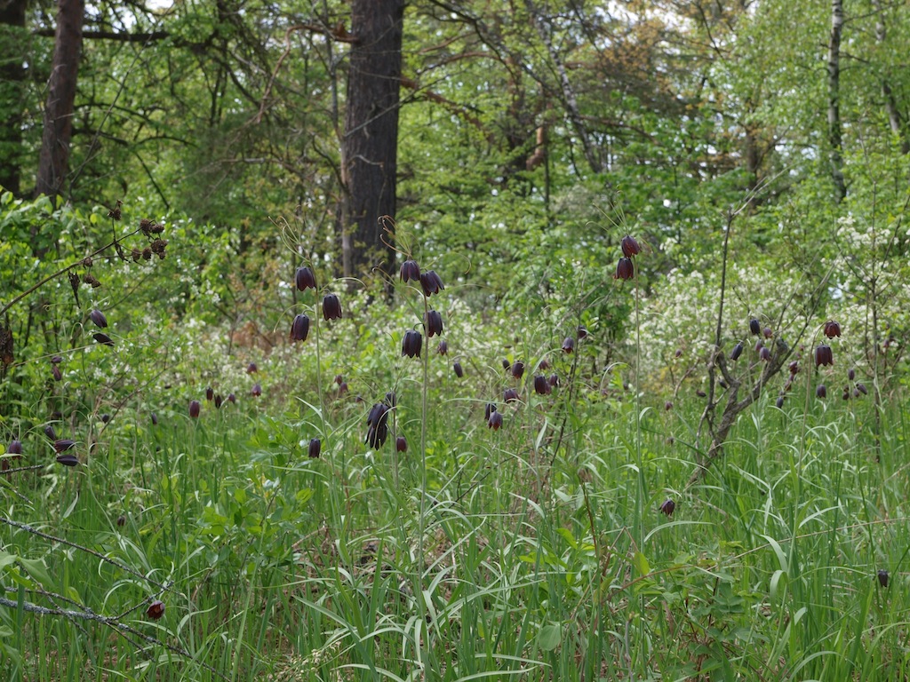 Image of Fritillaria ruthenica specimen.