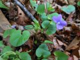 Viola brachysepala