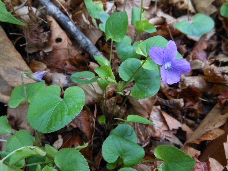 Изображение особи Viola brachysepala.