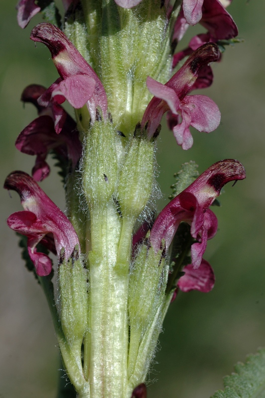 Изображение особи Pedicularis oederi f. rubra.