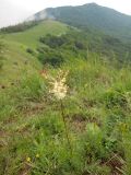 Filipendula vulgaris. Цветущее растение. Крым, гора Северная Демерджи. 2 июня 2012 г.