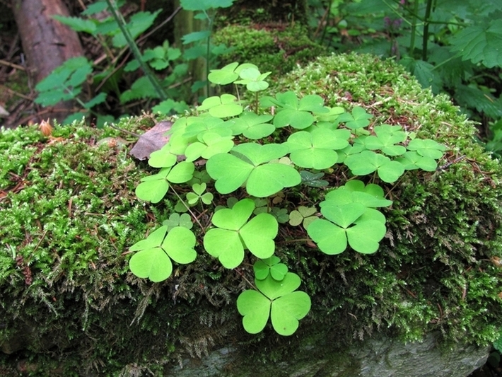 Изображение особи Oxalis acetosella.