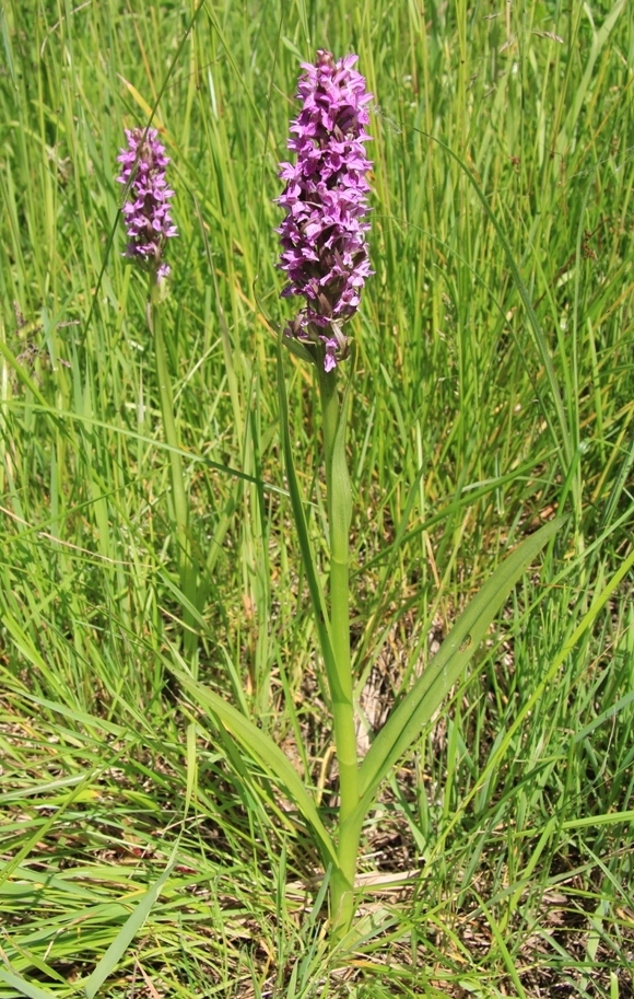 Image of Dactylorhiza incarnata specimen.