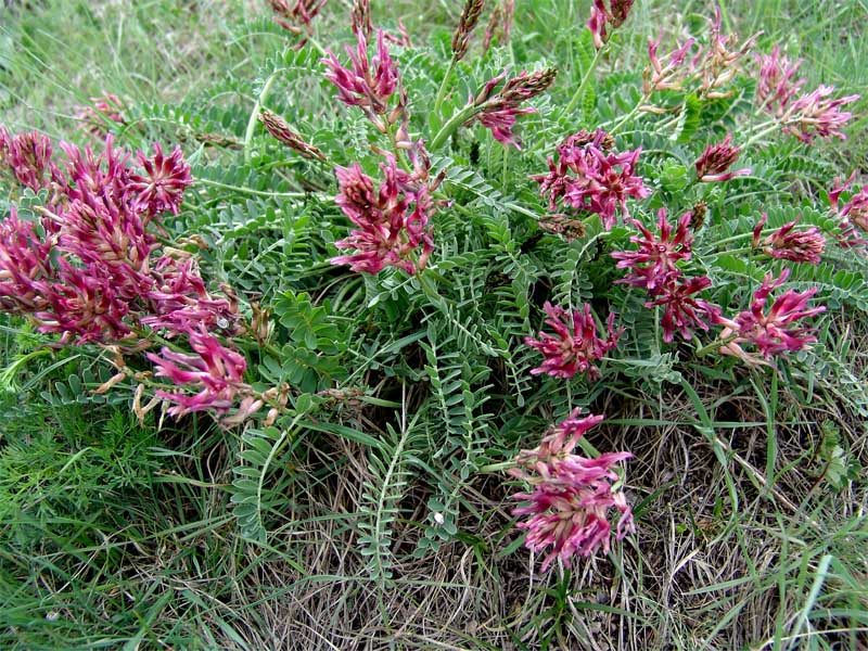 Image of Astragalus brachycarpus specimen.