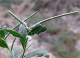 Strigosella intermedia