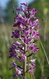 Orchis militaris. Соцветие. Ленинградская обл., Кингисеппский р-н. Июнь.