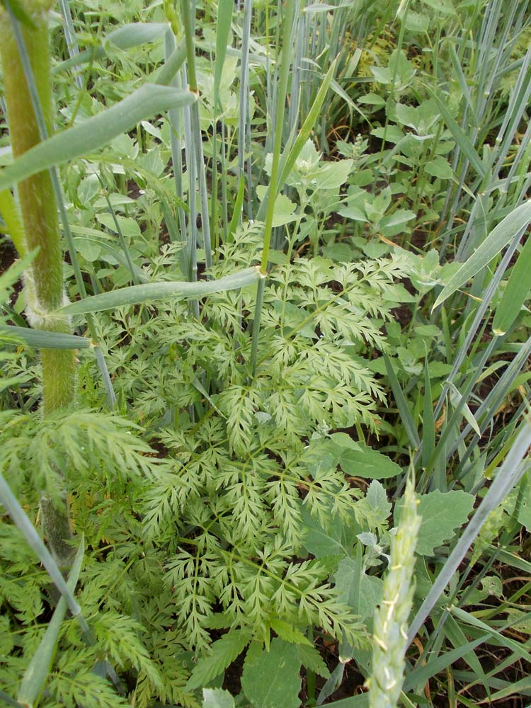 Изображение особи Sphallerocarpus gracilis.