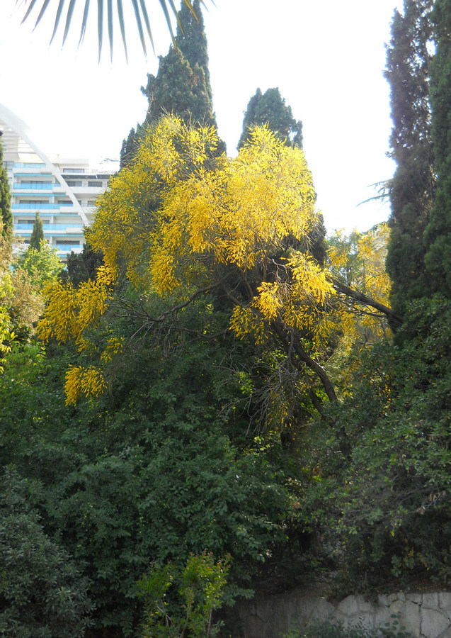 Изображение особи Genista aetnensis.