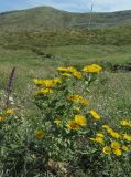 Inula britannica