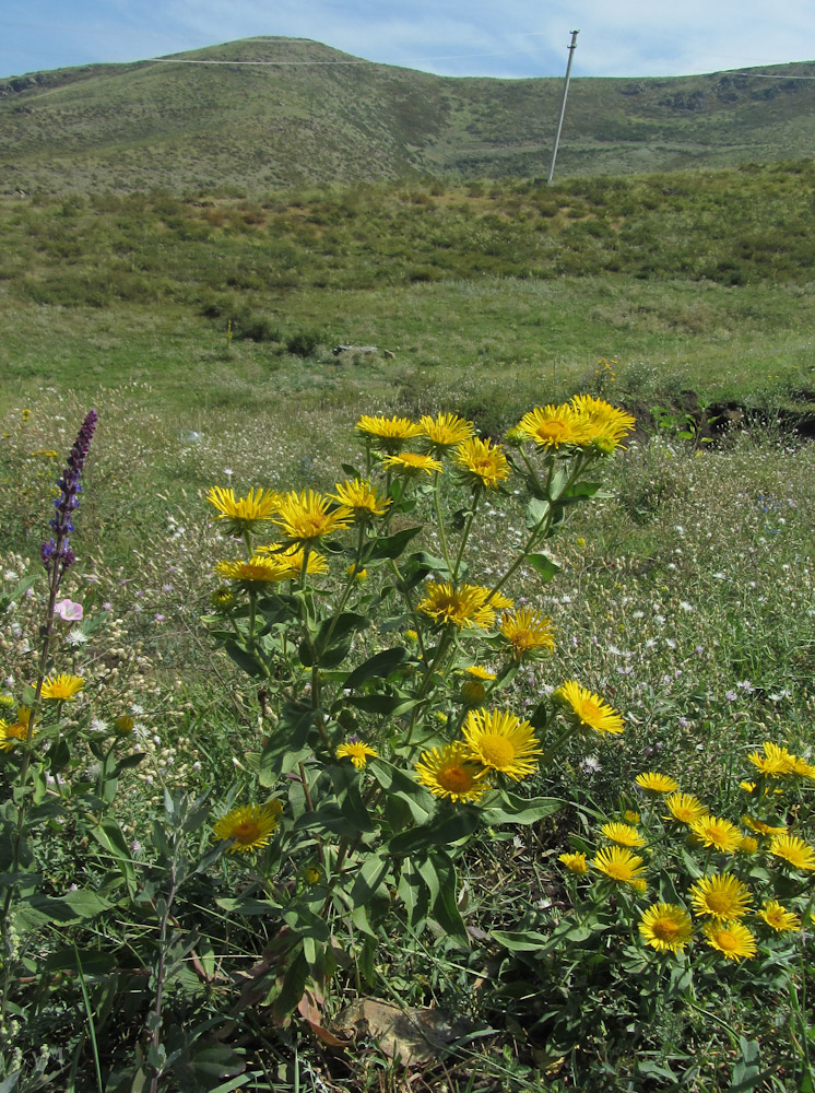 Image of Inula britannica specimen.