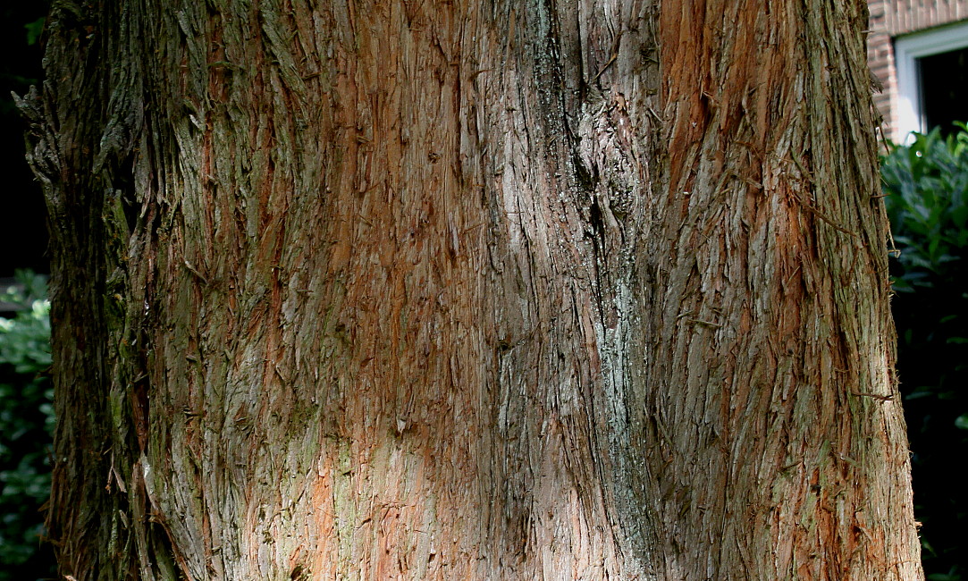 Image of Metasequoia glyptostroboides specimen.