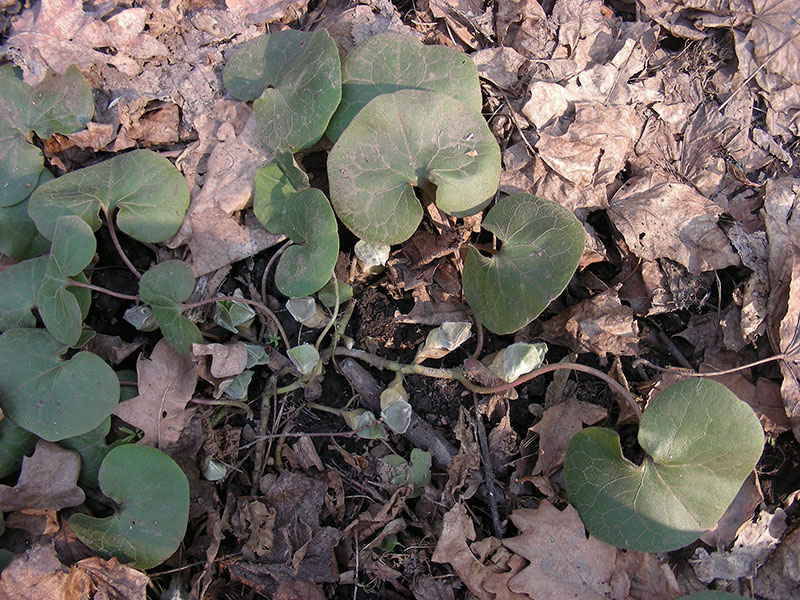 Изображение особи Asarum europaeum.