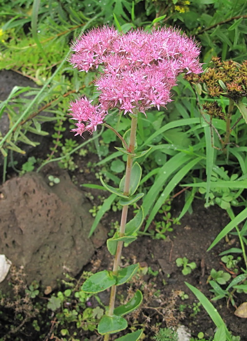 Image of genus Hylotelephium specimen.