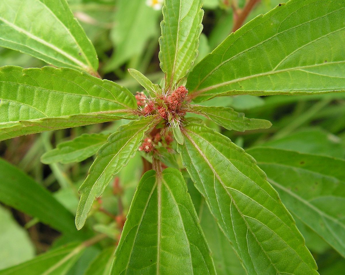 Изображение особи Acalypha australis.