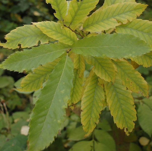 Изображение особи Quercus serrata.