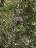 Centaurea iberica. Часть растения с соцветием. Азербайджан, Лерикский р-н, окр. пос. Госмальян. 18.09.2012.