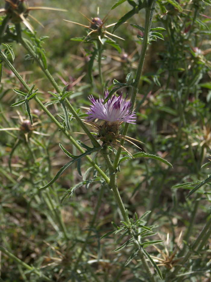 Изображение особи Centaurea iberica.