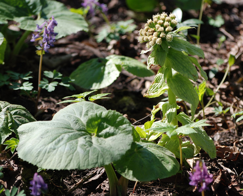 Image of Petasites amplus specimen.