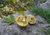 Poncirus trifoliata. Вскрытый зрелый плод и листья. Южный берег Крыма, г. Ялта, в культуре. 12 ноября 2012 г.