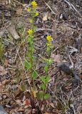 Barbarea stricta. Цветущее растение. Мурманская обл., Мончегорский городской округ, 3 км Ю-З села Имандра, берег оз. Имандра. 05.07.2010.