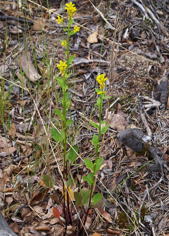 Image of Barbarea stricta specimen.