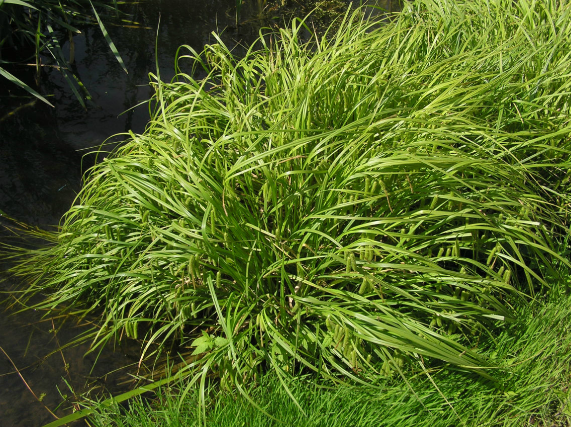 Изображение особи Carex pseudocyperus.