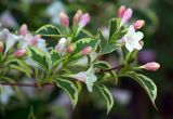 Weigela florida