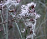 Clematis flammula