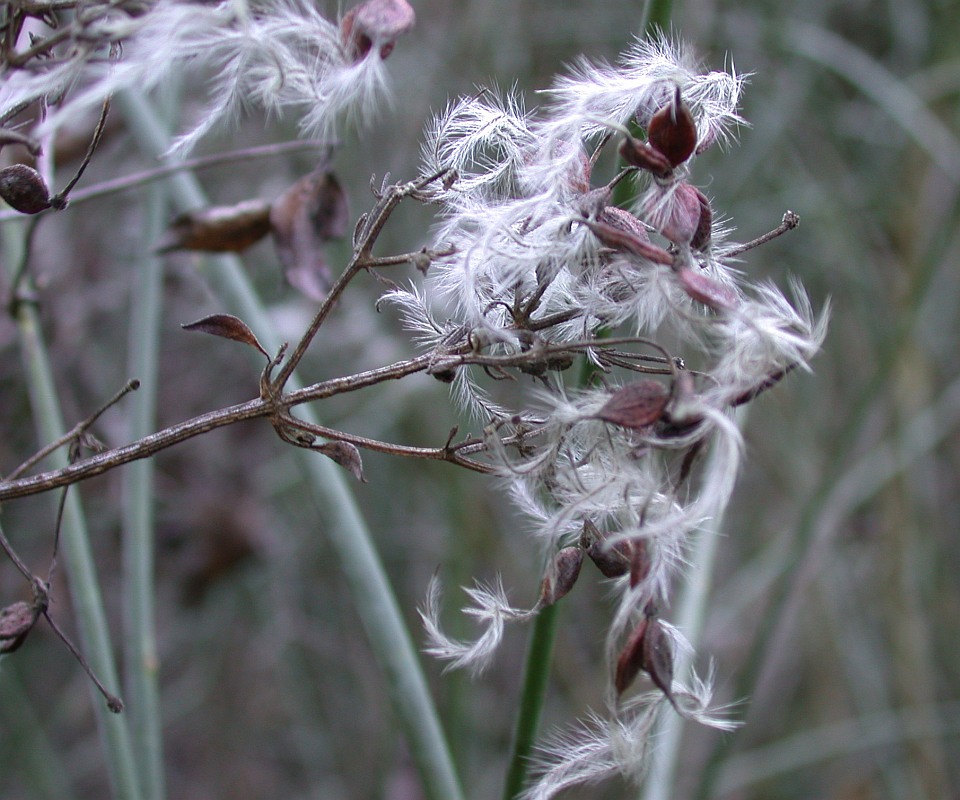 Изображение особи Clematis flammula.