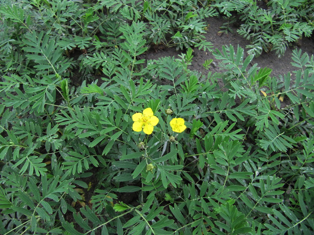 Изображение особи Potentilla semiglabra.