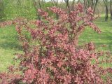 Berberis &times; ottawensis