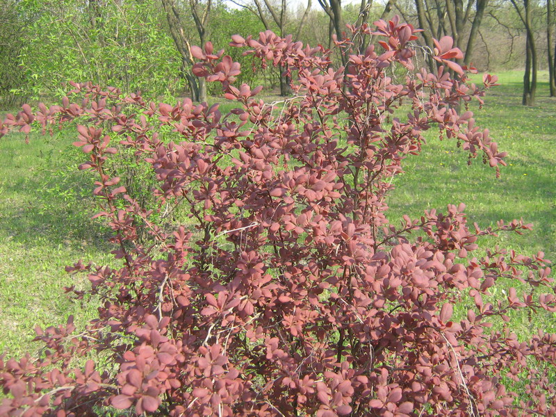 Изображение особи Berberis &times; ottawensis.