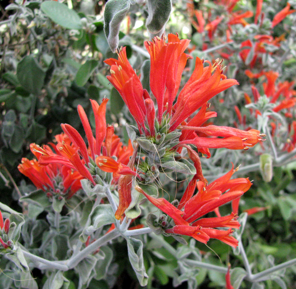Image of Dicliptera suberecta specimen.
