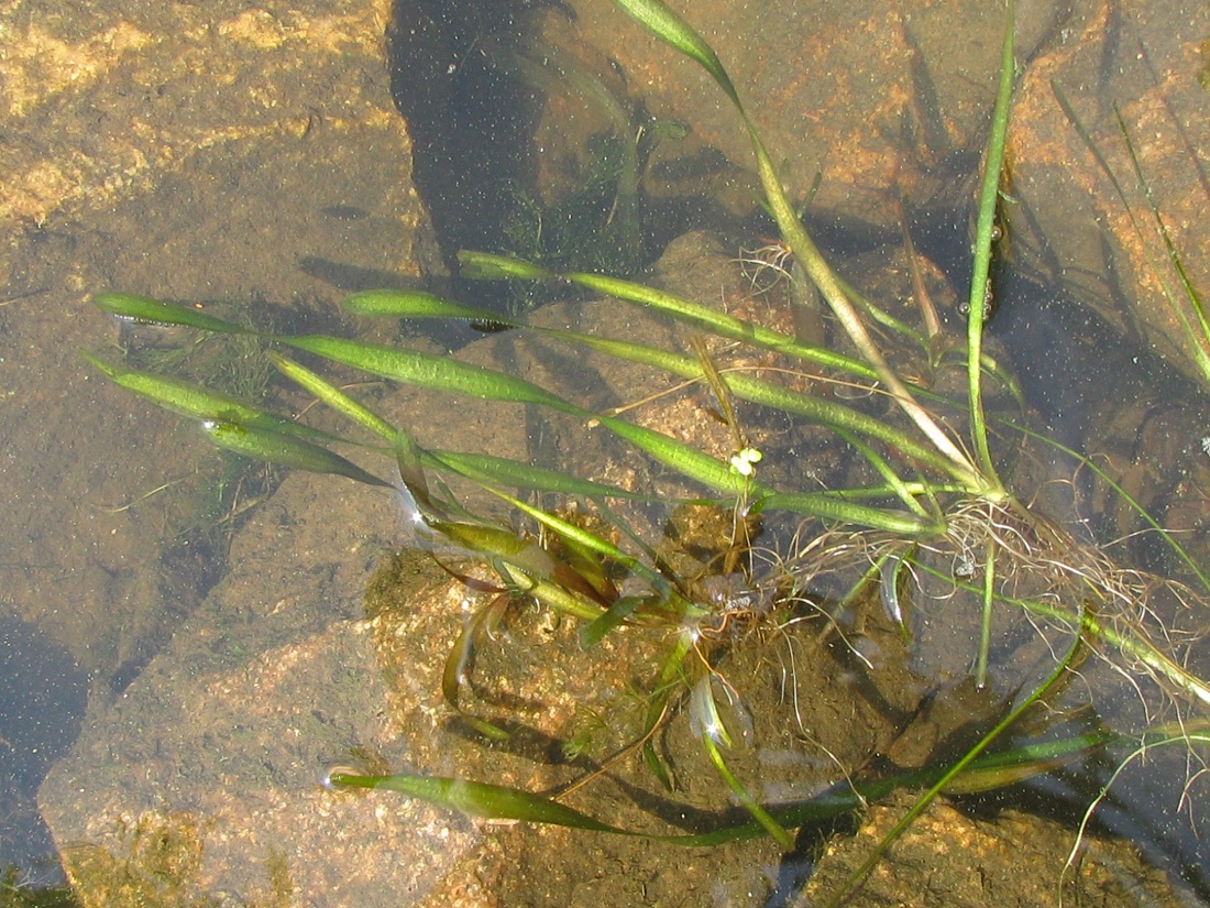 Image of Vallisneria spiralis specimen.